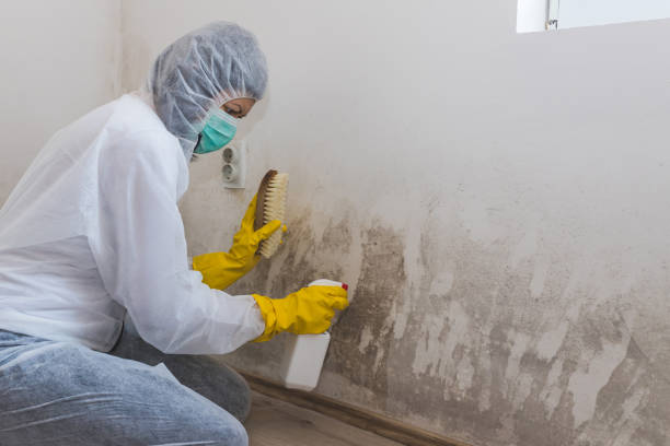 Best Mold Removal for HVAC Installations  in Dawson, TX