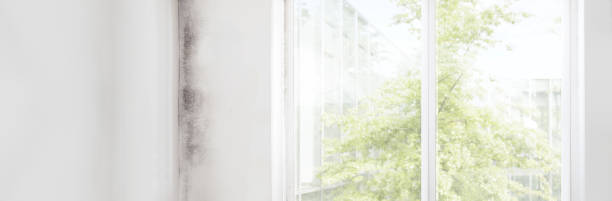 Environmental Consulting for Mold Prevention in Dawson, TX
