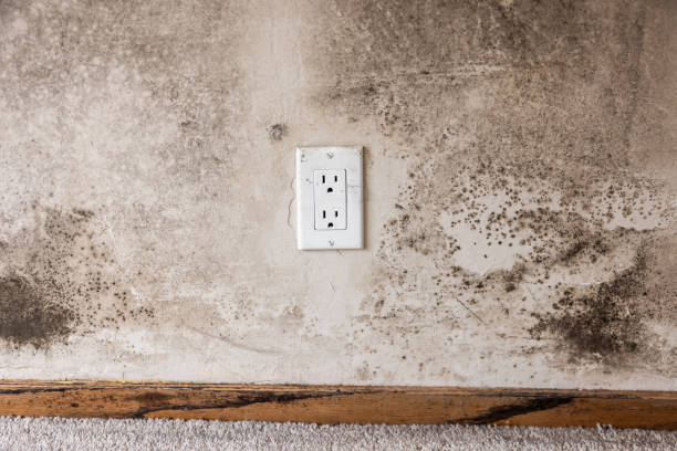 Best Mold Prevention Services  in Dawson, TX